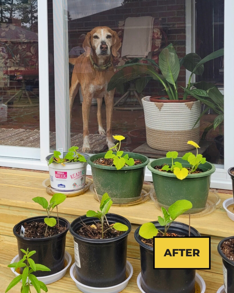 Structurally sound covered porch upgraded into a functional 3 season sunroom with panoramic windows and pet-friendly features.