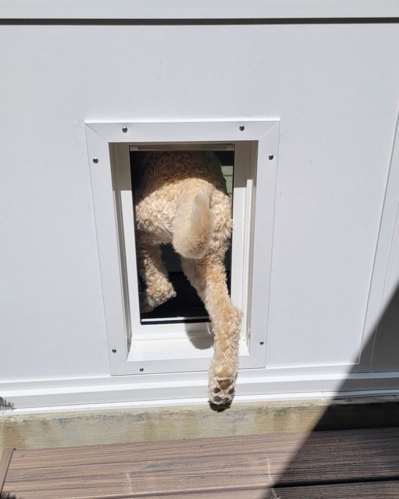 Dog using custom dog door in Betterliving sunroom installation in Hampton Roads