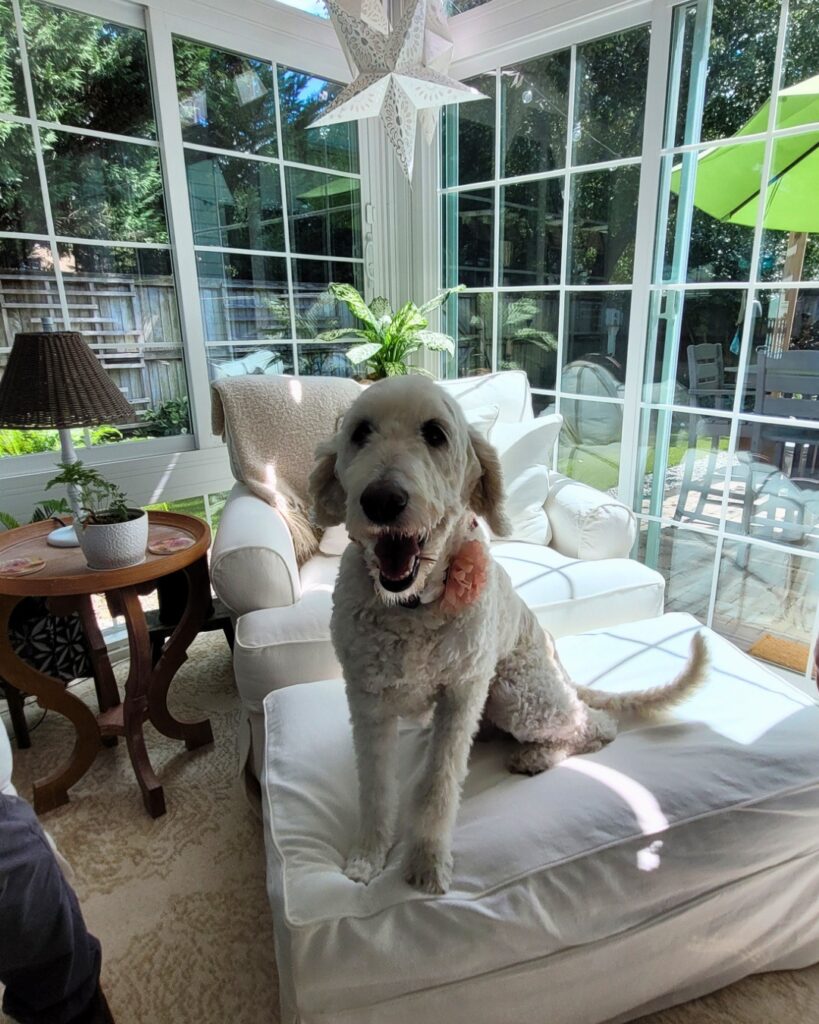 Dog enjoying pet-friendly Betterliving Sunroom in Virginia Beach