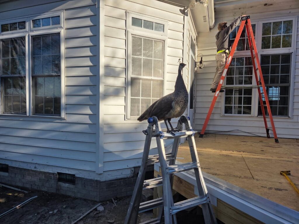 Our favorite supervisor, Mod the Peacock, is back on the job.